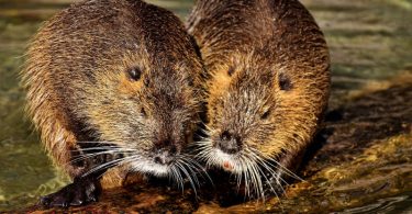 Krull, una nutria famosa en Instagram